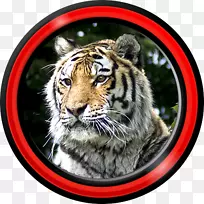 Tiger Android Aptoide壁纸-Tiger
