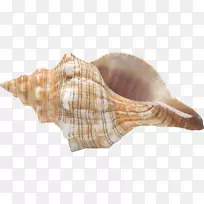 海螺贝壳数字图像剪辑艺术-贝壳素描