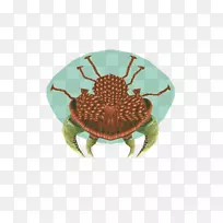无公害蟹池龟陆生动物-螃蟹