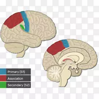 视皮层、大脑皮层、初级运动皮质、脑-脑