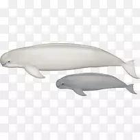图库溪普通宽吻海豚动物区系海洋生物海豚