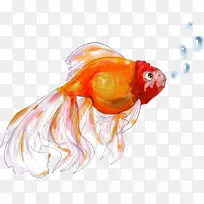 金鱼画骨鱼海洋生物-鱼