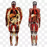肥胖人体脂肪组织解剖结缔组织-健康