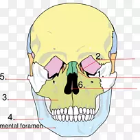 面部骨骼颅骨解剖人骨骼泪骨颅骨