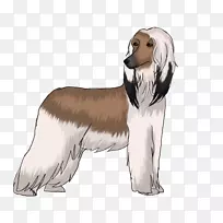 犬种野狗阿富汗猎犬伴犬猎犬犬
