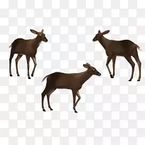 麋鹿，白尾鹿，牛，驯鹿