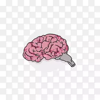 脑粉红m神经学-脑