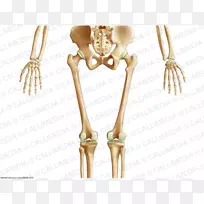 骨盆人体骨骼解剖骨骼