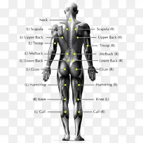 脊柱疼痛下腰痛人体背部解剖-身体关节