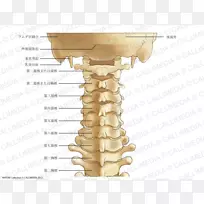 颈椎突椎解剖图谱-骨骼