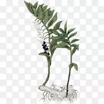 草药药剂师：100种草药和如何使用它们叶植物茎印所罗门。