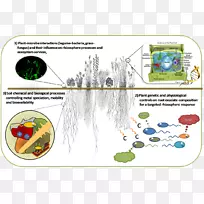 根际植物解剖微生物渗出植物