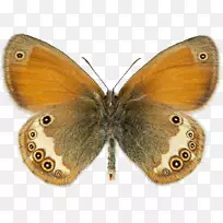 乌云密布的黄毛蝴蝶，毛茸茸的蝴蝶，羽翼繁茂的蝴蝶，家蚕蝶。