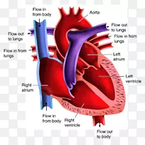 心脏图的解剖-心脏图