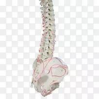 脊柱骨盆解剖韧带-骨骼