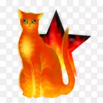 胡须小猫红狐猫