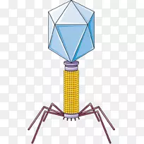 噬菌体-噬菌体