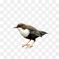 鸟欧亚喜鹊美洲麻雀爬行动物白喉双翅鸟