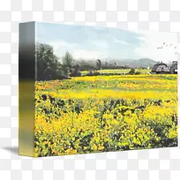菜籽油黄色画廊包帆布马里兰州-芥子田