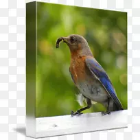 鸟类动物喙-蓝知更鸟水色