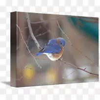 雀鸟冠状钴蓝动物喙-蓝鸟水彩