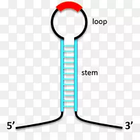 茎环反义RNA生物大分子结构