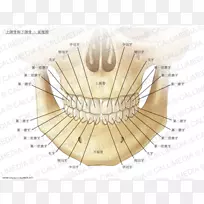 上颌下颌骨解剖人体骨-牙齿立体解剖