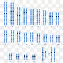 染色体组型人类遗传变异，人类遗传学，人类变异，人类基因组