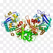 组织蛋白酶a基因半乳唾液酸沉着症组织蛋白酶d