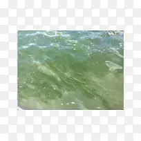 水资源绿藻水道地表水
