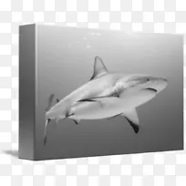 虎鲨-大白鲨-礁鲨