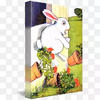 家养兔子复活节兔子彼得兔子