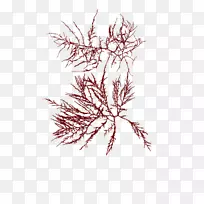 美术山水画素描-深海植物