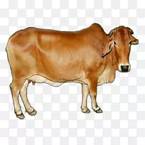 乳牛Sahiwal牛，gyr牛，红色Sindhi Tharparkar牛-1头2头牛