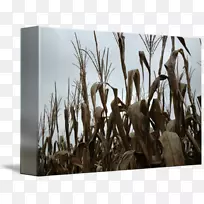 竹材摄影木草芦苇.玉米实物