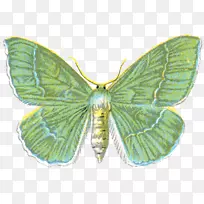 毛茸茸的蝴蝶-昆虫