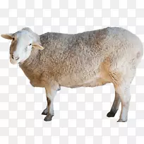 绵羊肾脏-盎格鲁-努比亚山羊-家畜-放牧山羊