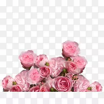 花园玫瑰，卷心菜，玫瑰，粉红色，花卉美容化妆品