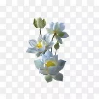 白色莲花百合黄色莲花色睡莲
