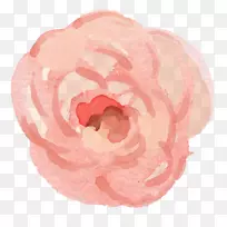 花园玫瑰花瓣粉红色m-玫瑰