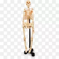人体骨骼关节解剖骨-人骨
