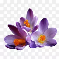 花，番红花，紫红色，紫丁香，紫罗兰-柔毛紫罗兰