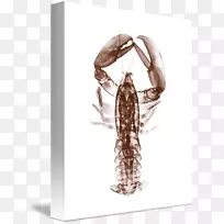 昆虫龙虾-扇形龙虾展览馆-实物龙虾