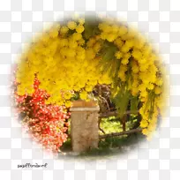 中心博客.net printemps-含羞草饮料