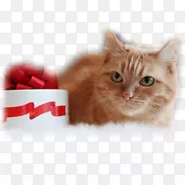 胡须小猫家用短毛猫桌面壁纸-小猫