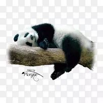 成都大熊猫繁育研究基地大熊猫熊可爱熊猫-熊猫先生