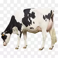 奶牛生产经营-奶牛场