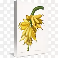 香蕉植物学百合花植物插图-浅黄色香蕉干