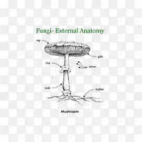 真菌比较解剖人体担子菌-真菌食品