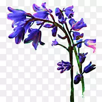 薰衣草切花花型紫罗兰